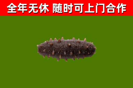 苏家屯区烟酒回收干海参.jpg
